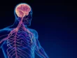 Jak neuromobilizacja wpływa na układ nerwowy i co możesz na tym zyskać?