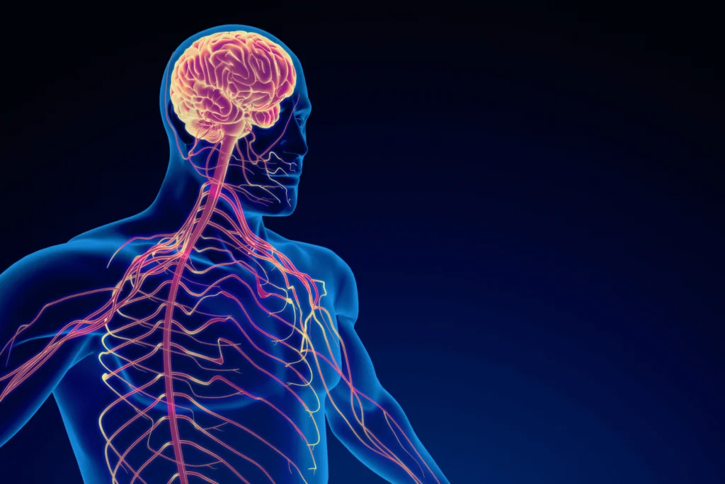 Jak neuromobilizacja wpływa na układ nerwowy i co możesz na tym zyskać?